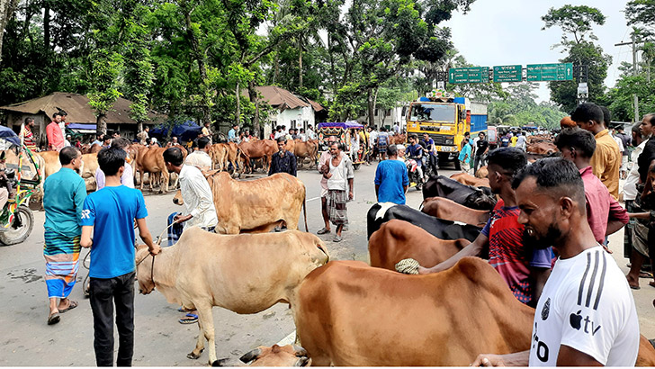 ভোলায় মহাসড়কের ওপর আ. লীগ নেতার গরুর হাট