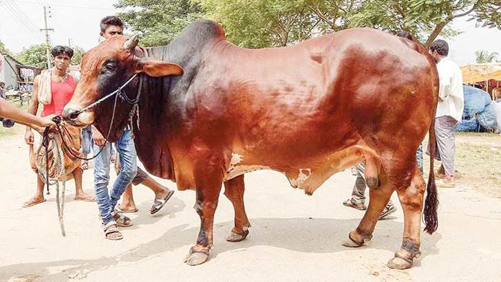 কৃত্রিমভাবে মোটাতাজা করা গরু চিনবেন যেভাবে