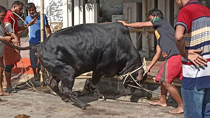 যত পশু কুরবানি হলো রাজধানীতে