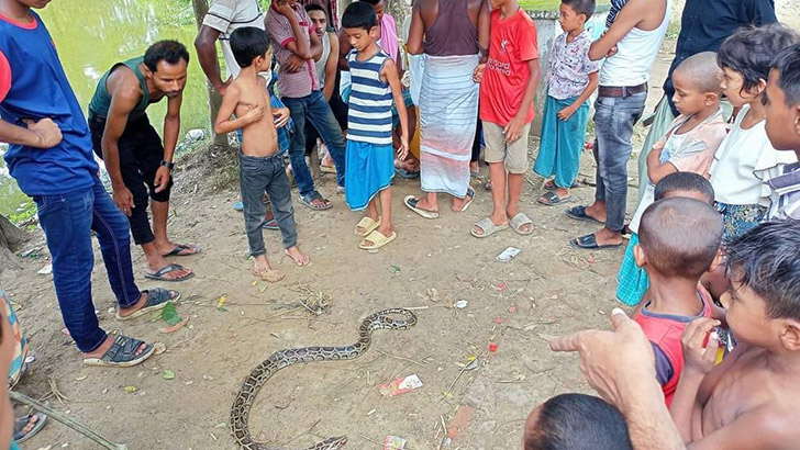 রাসেলস ভাইপার ভেবে পিটিয়ে মারা হলো অজগর