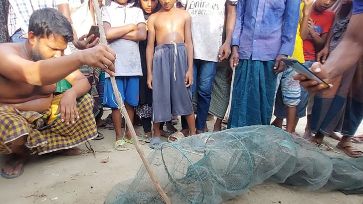 জেলের জালে ধরা পড়ল রাসেলস ভাইপার