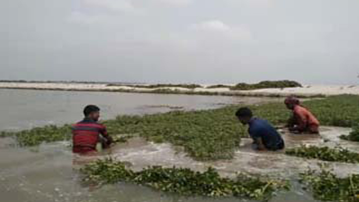 পদ্মার পানিতে তলিয়ে গেছে শত শত বিঘা জমির আবাদ