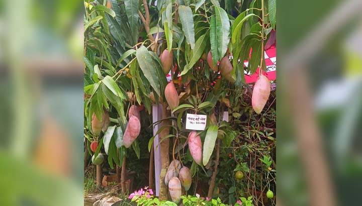 এক আম গাছের দাম ৫০ হাজার টাকা!