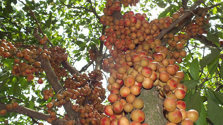 ভিটামিন সির ঘাটতি পূরণসহ লটকানের যত উপকারিতা