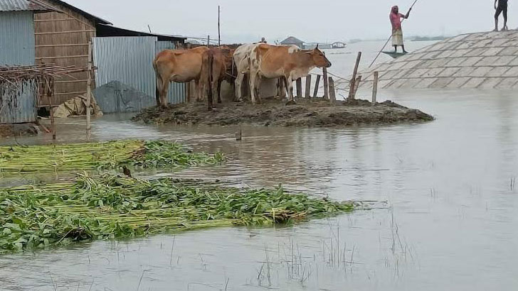 আবারও বাড়ছে যমুনার পানি