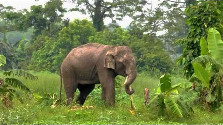 লংগদুতে বন্যহাতির আক্রমণে প্রাণ গেল বৃদ্ধার