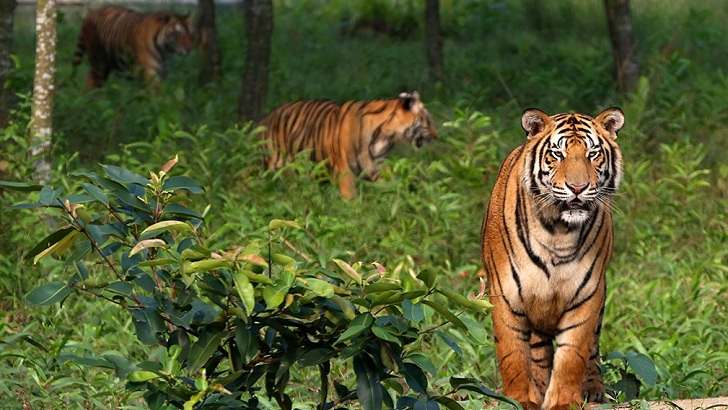 আগস্টে জানা যাবে সুন্দরবনে বাঘের সংখ্যা