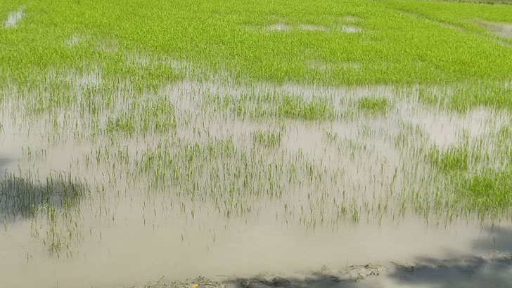 দুমকিতে পানিতে তলিয়ে বীজতলা নষ্ট, বিপাকে কৃষক