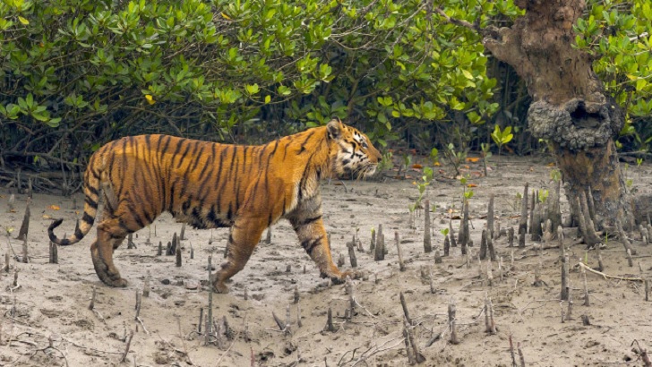 সুন্দরবনে বাঘের সঙ্গে লড়াই করে বেঁচে ফিরলেন জেলে