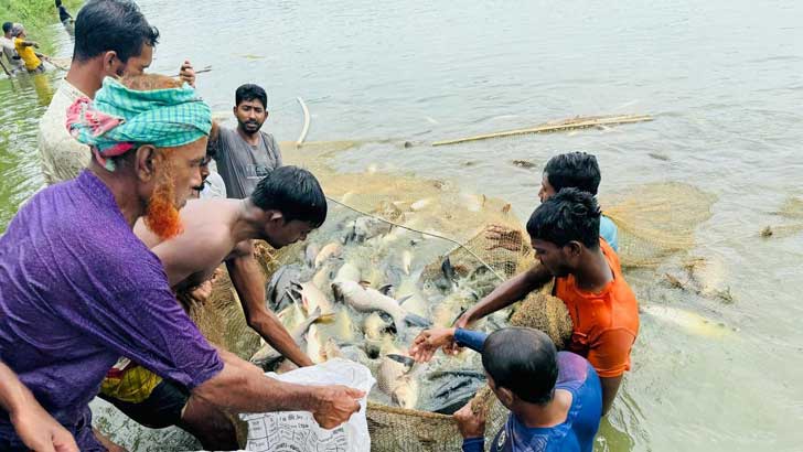 এমপির পুকুরের কোটি টাকার মাছ লুট