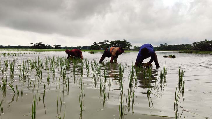 রাঙ্গাবালীতে ফসলের মাঠে জলাবদ্ধতায় কৃষকের ক্ষতি