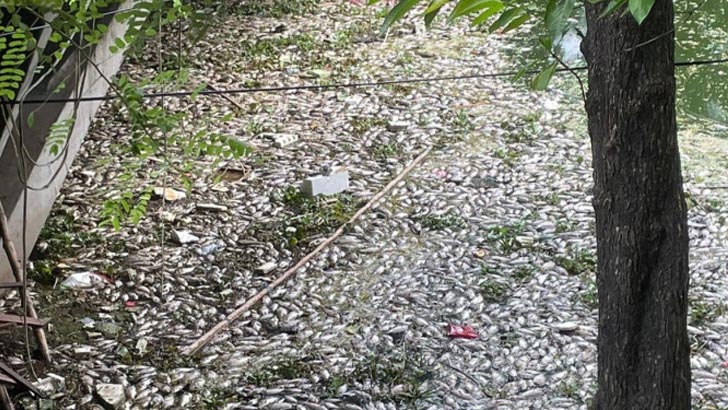 ধানমণ্ডি লেকে ৩ টন মরা মাছ, দোষীদের শাস্তির দাবি বেলা’র