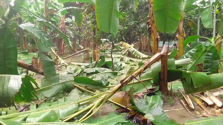 শত্রুতার জেরে সাড়ে তিনশ কলা গাছ কাটল দুর্বৃত্তরা 