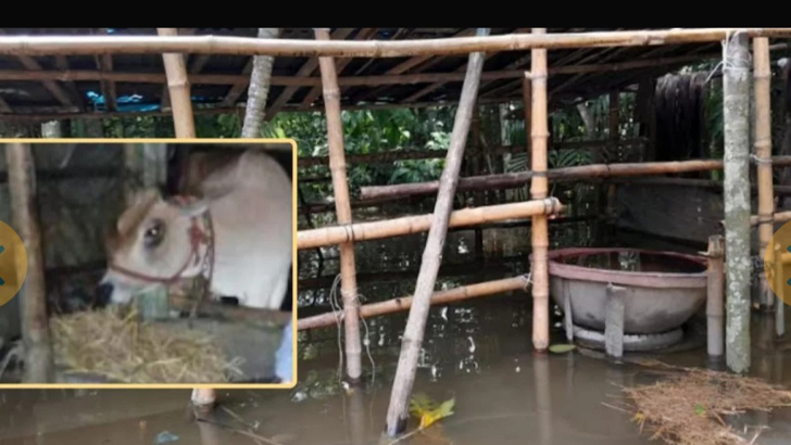 লক্ষ্মীপুরে বন্যাকবলিত এলাকায় পশুখাদ্যের চরম সংকট