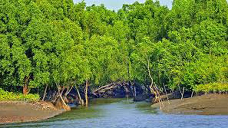 ভারতে পালাতে গিয়ে সুন্দরবনে আটকা পড়েন ১১