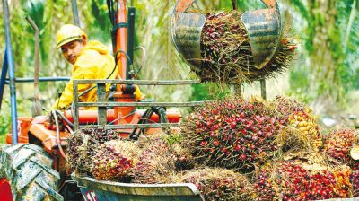 প্লান্টেশনে বিদেশি কর্মী নেবে মালয়েশিয়া