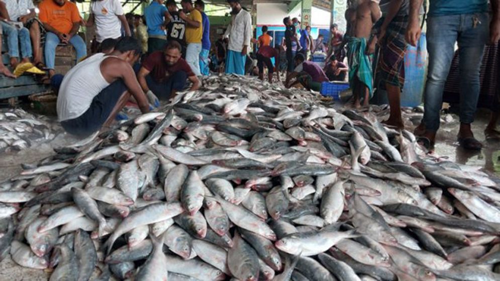 জাল ফেলেই মিলল ১০২ মণ ইলিশ