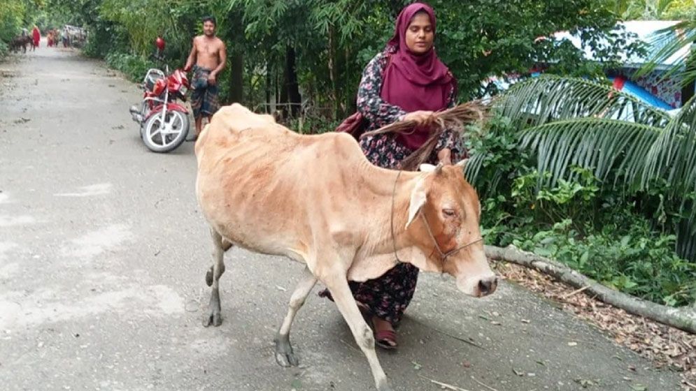 কিস্তির টাকা না  পেয়ে গরু ছিনিয়ে   নিল এনজিওকর্মী