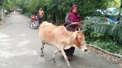 গ্রাহকের গরু নিয়ে যাওয়া সেই এনজিওকর্মী চাকরি হারালেন