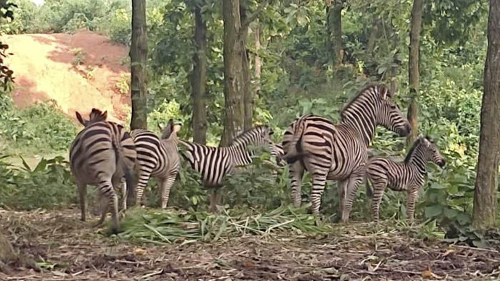 সাফারি পার্কে জেব্রা পরিবারে ২ নতুন অতিথি