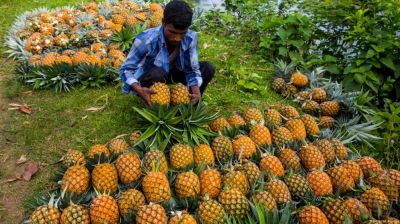 ভৌগোলিক নির্দেশকের পরিচয় পেল মধুপুরের আনারস