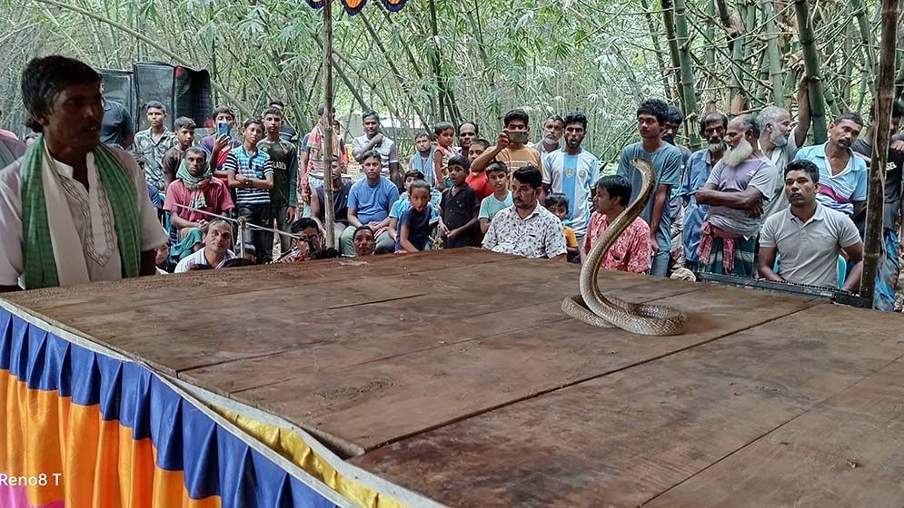 শতাধিক বিষধর সাপ নিয়ে ঝাঁপান প্রতিযোগিতা