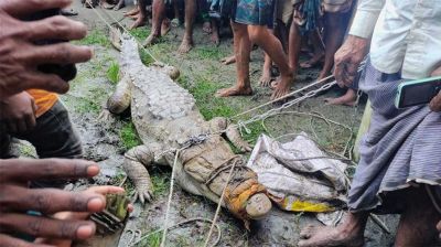 হাঁস-মুরগির খোঁয়াড়ে হানা, ধরা পড়ল ৫ মণ ওজনের কুমির