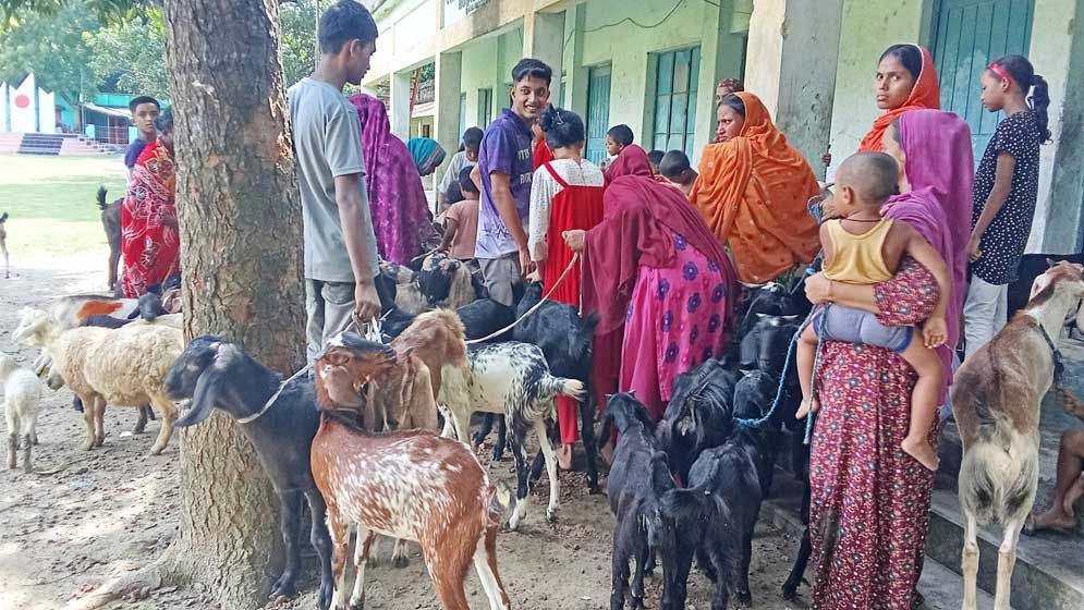 রাজশাহীতে এক সিরিঞ্জে একাধিক ছাগল-ভেড়ার টিকা