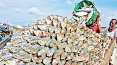 মধ্যস্বত্বভোগীদের কারণেই ইলিশের দাম আকাশছোঁয়া