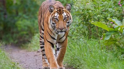 সুন্দরবনে বেড়েছে বাঘ