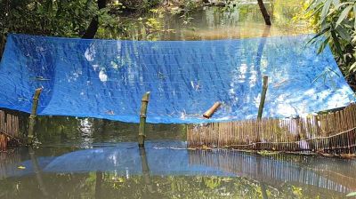 খালে বাঁধ দিয়ে মাছ শিকার, ক্ষতিগ্রস্ত কৃষক