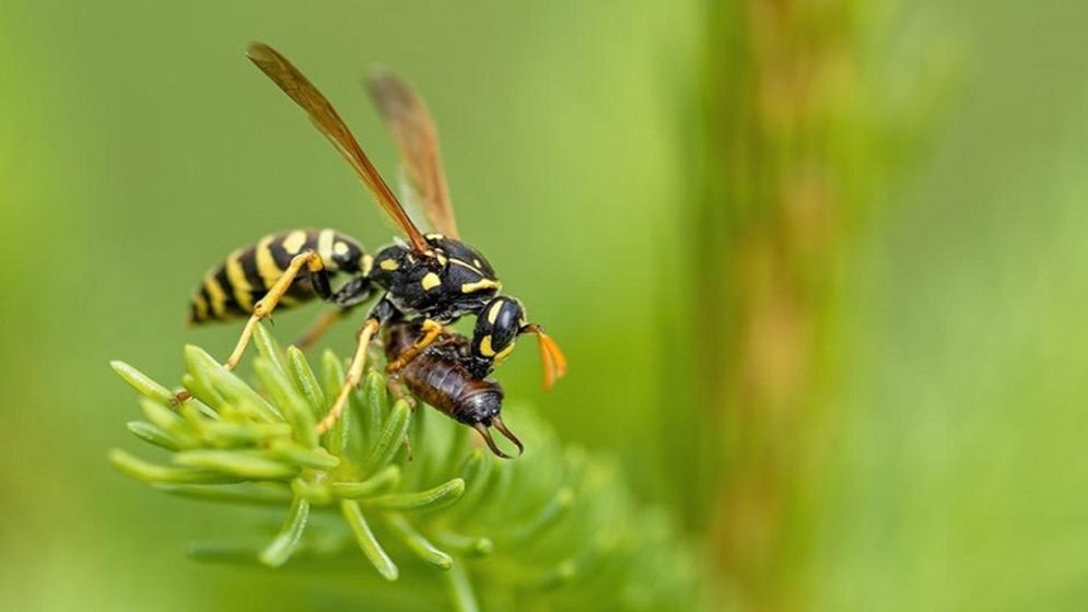 ভিমরুলের কামড়ে প্রাণ গেল ইমামের