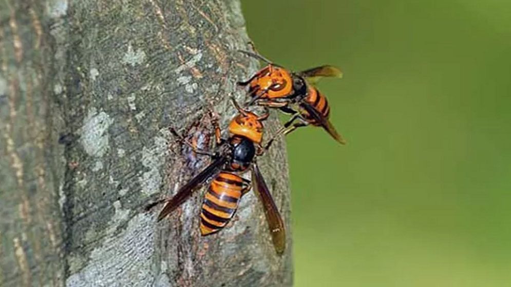 ভিমরুলের কামড়ে প্রাণ গেল বাবা-ছেলে-মেয়ের