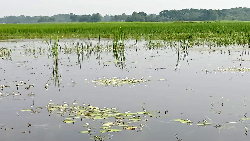 প্রভাবশালীদের দখলে খাল, জলাবদ্ধতায় হুমকিতে শতশত বিঘা জমির ফসল