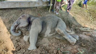 লোহাগাড়ায় ট্রেনের ধাক্কায় হাতি আহত