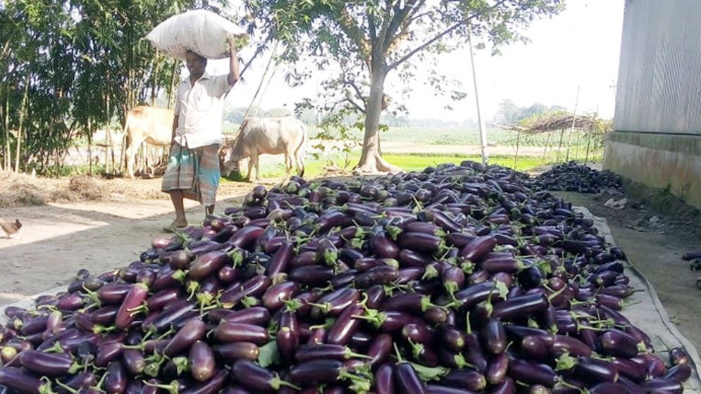 কৃষকের ৩০ টাকার বেগুন ভোক্তা যেভাবে ক্রয় করছনে ১৫০ টাকায়