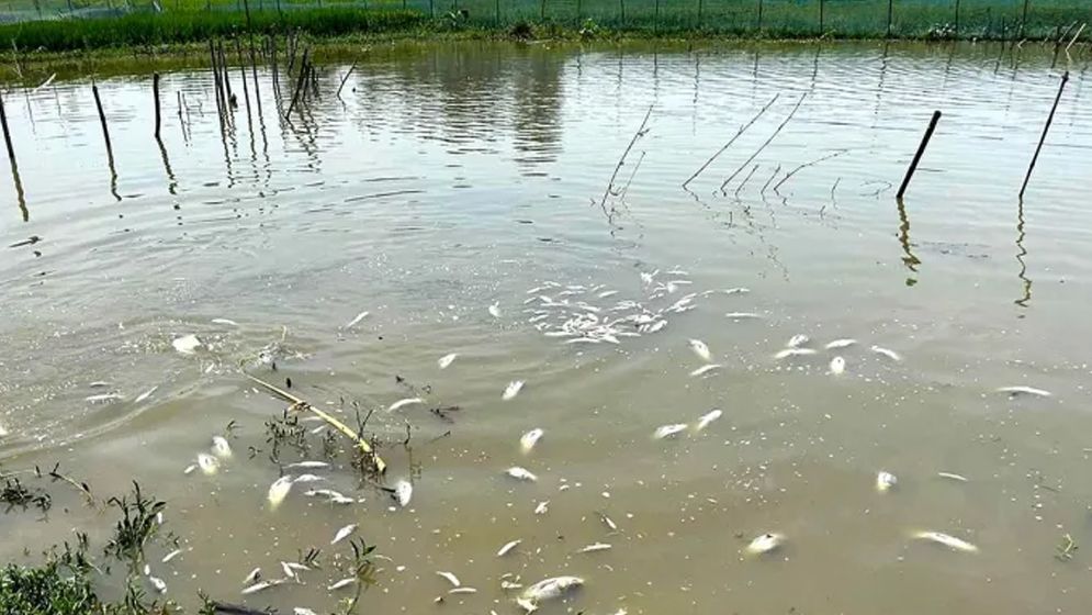 পল্লবীতে স্বেচ্ছাসেবক লীগ নেতার বিরুদ্ধে খামার দখলের অভিযোগ