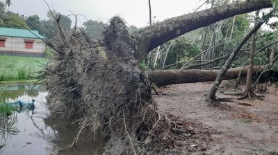 অসময়ে ঝড়ের সঙ্গে শিলাবৃষ্টি, ফসলের ব্যাপক ক্ষয়ক্ষতি