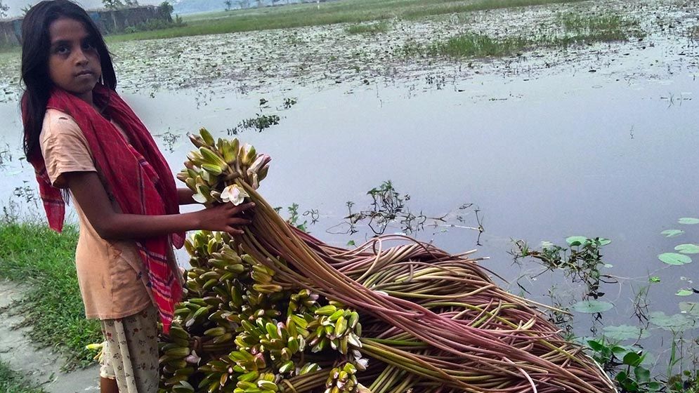 শাপলা বিক্রি করে চলে শতাধিক সংসার