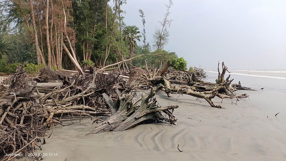 সমুদ্রে ভেসে যাচ্ছে কোটি টাকার সরকারি গাছ