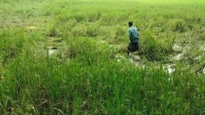 বন্যহাতির তাণ্ডবে আমন খেত নষ্ট, কৃষক দিশেহারা