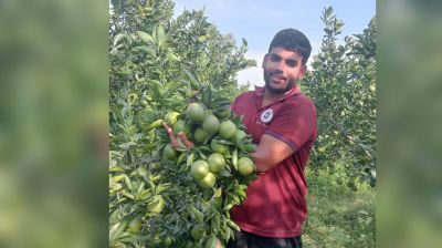 শিক্ষকের ছাদে মাল্টা চাষ দেখে অনুপ্রাণিত, চলতি মৌসুমেই ১০ লাখ বিক্রির আশা