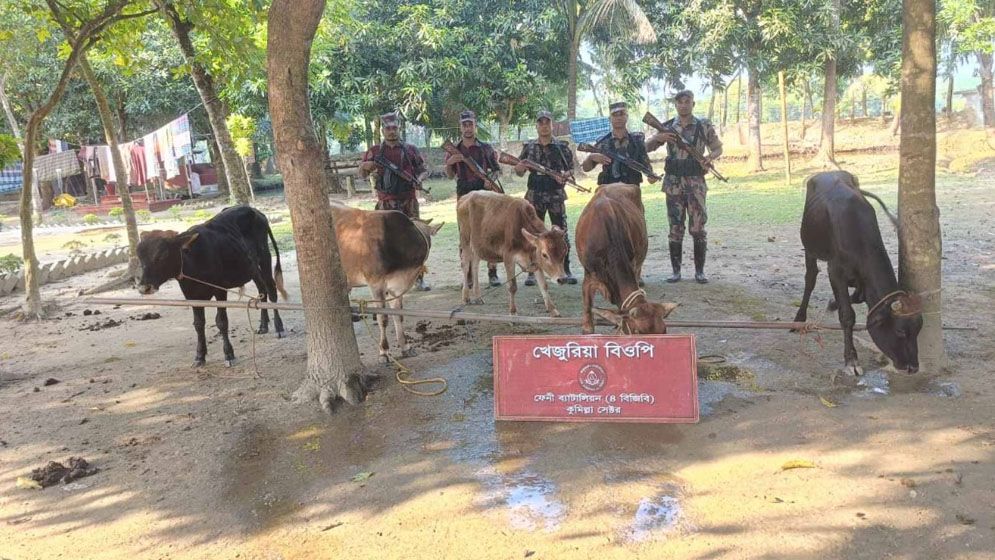 ফেনী সীমান্তে গরুসহ সোয়া ২ কোটি টাকার ভারতীয় পণ্য জব্দ