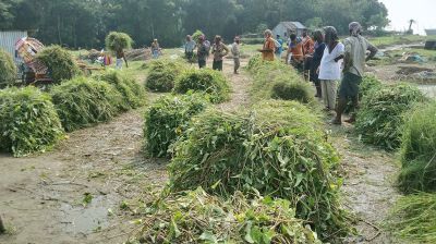 ইলিশে নিষেধাজ্ঞা, পদ্মার তীরে ঘাস বেচে চলে তাদের জীবিকা