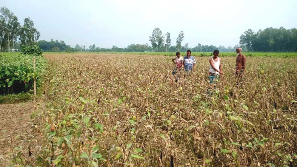 ভুল কীটনাশকে পথে বসার অবস্থা বেগুনচাষির