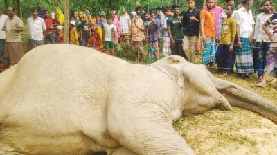 শেরপুরে বৈদ্যুতিক তারে জড়িয়ে বন্যহাতির মৃত্যু