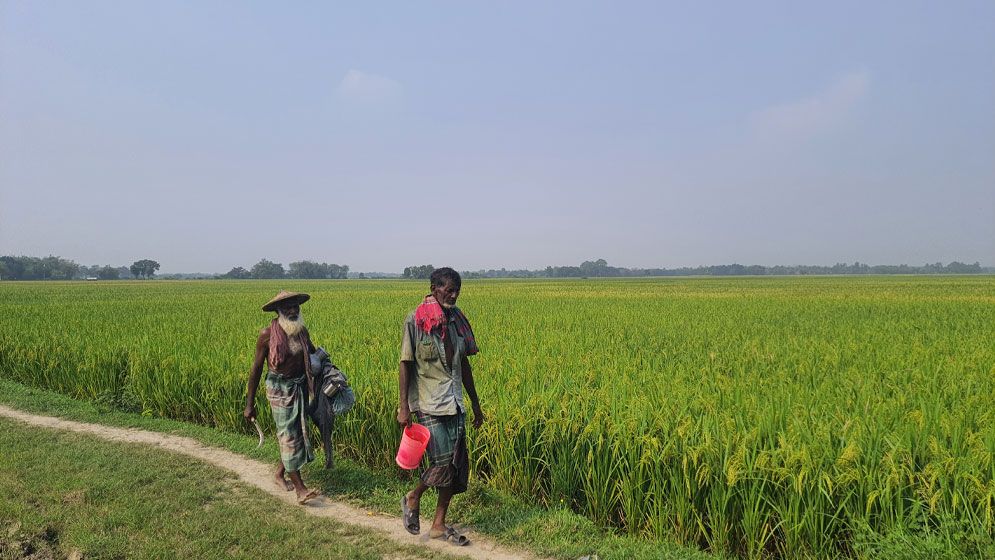 দূর্ঘাপুরে ধানকাটা শুরু