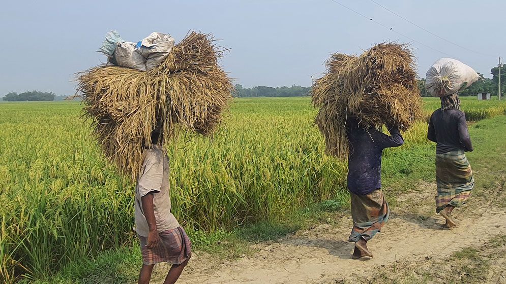 দূর্ঘাপুরে ধানকাটা শুরু