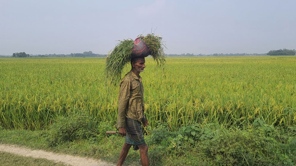 দূর্ঘাপুরে ধানকাটা শুরু