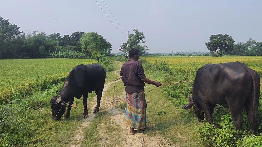 দূর্ঘাপুরে ধানকাটা শুরু